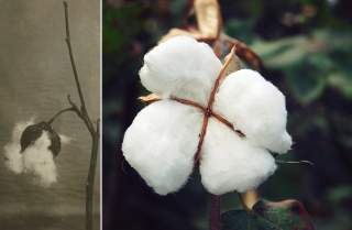 xacus_xacusblog_cotone_albini